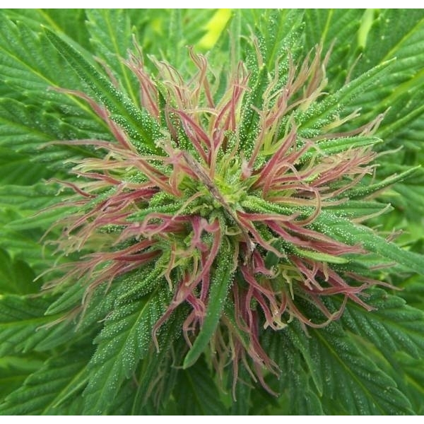 Nordle (Mr. Nice) regularne