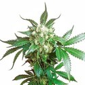 Black Domina (Sensi Seeds) Feminized