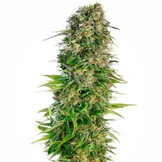 Hindu Kush Automat (Sensi Seeds) feminizowane