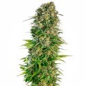 Hindu Kush Automat (Sensi Seeds) feminizowane