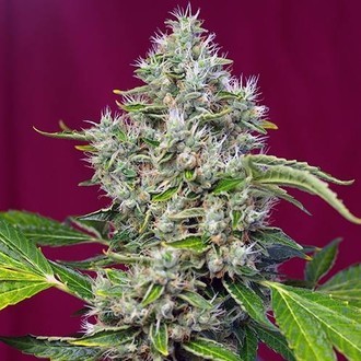 San Fernando Lemon Kush (Sweet Seeds) feminizowane