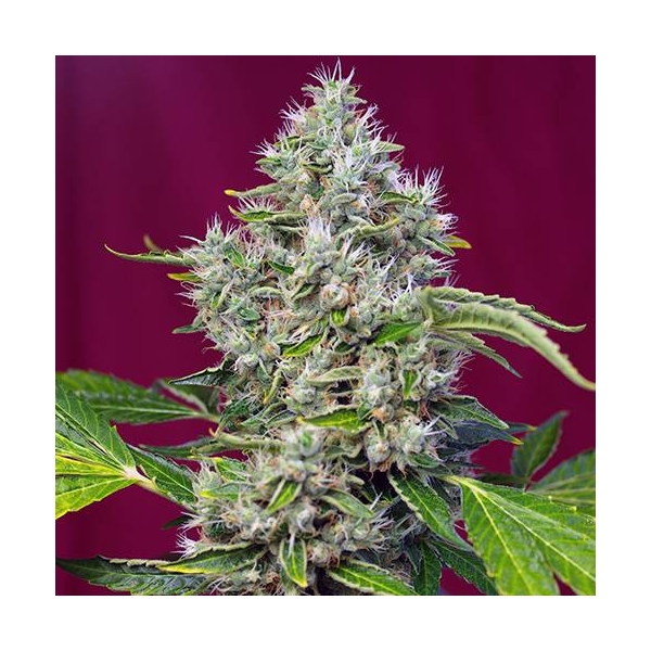 San Fernando Lemon Kush (Sweet Seeds) feminizowane