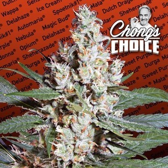 L.A. Amnesia (Paradise Seeds) feminizowane