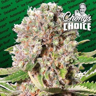Mendocino Skunk (Paradise Seeds) feminizowane