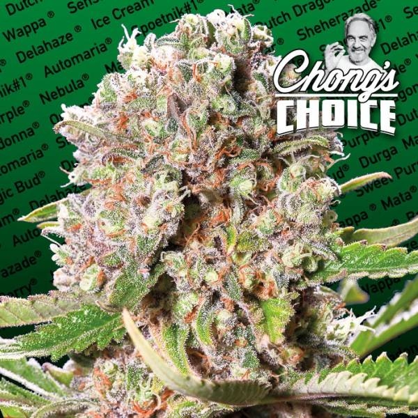 Mendocino Skunk (Paradise Seeds) feminizowane