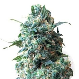 Critical (Sensation Seeds) feminizowane