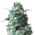 Critical (Sensation Seeds) feminizowane