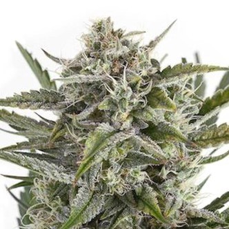OG Kush (Sensation Seeds) feminizowane