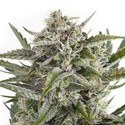 OG Kush (Sensation Seeds) feminizowane