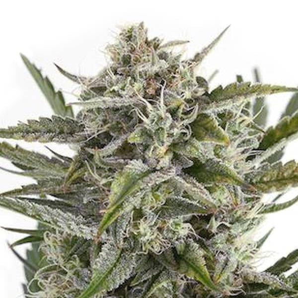 OG Kush (Sensation Seeds) feminizowane
