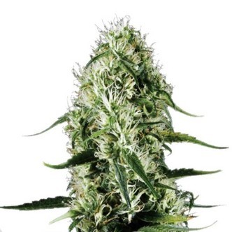 Super Silver Haze (Sensation Seeds) nasiona feminizowane