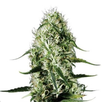 Super Silver Haze (Sensation Seeds) nasiona feminizowane