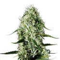 Super Silver Haze (Sensation Seeds) nasiona feminizowane