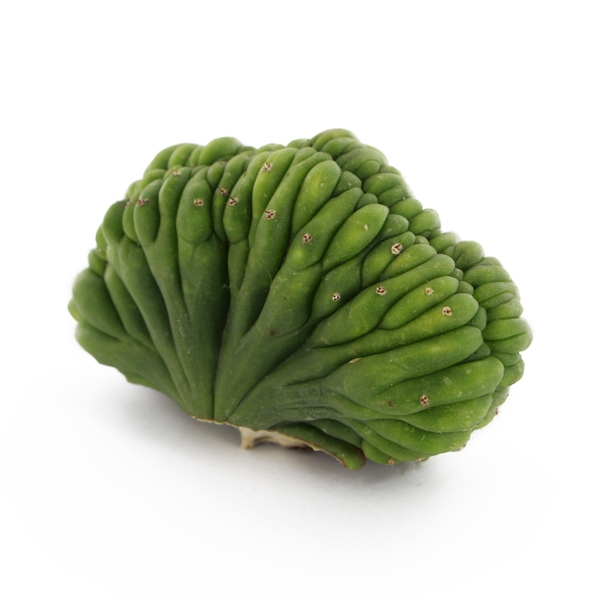 San Pedro grzebieniasty (Echinopsis pachanoi cristata)