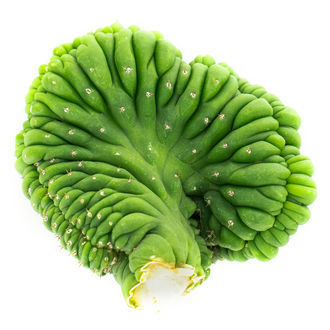 San Pedro grzebieniasty (Echinopsis pachanoi cristata)