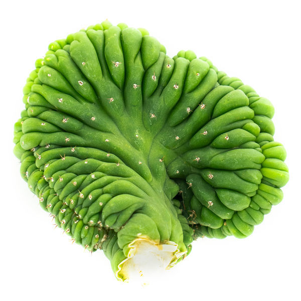 San Pedro grzebieniasty (Echinopsis pachanoi cristata)