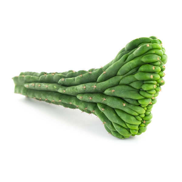 San Pedro grzebieniasty (Echinopsis pachanoi cristata)