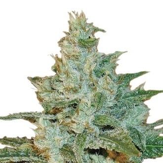 AK-47 (Sensation Seeds) feminizowane