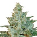 AK-47 (Sensation Seeds) feminizowane
