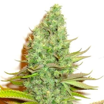 Sensation Victory (Sensation Seeds) feminizowane