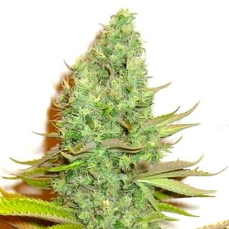 Sensation Victory (Sensation Seeds) feminizowane