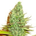 Sensation Victory (Sensation Seeds) feminizowane