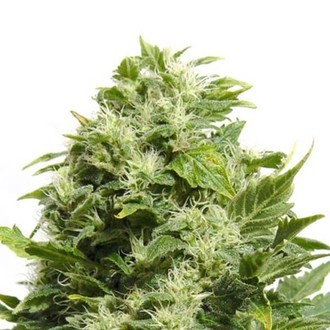 Cheese (Sensation Seeds) feminizowane