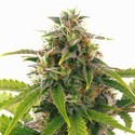 Sensation Haze Automat (Sensation Seeds) feminizowane