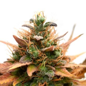 Medijuana CBD (Sensation Seeds) feminizowane