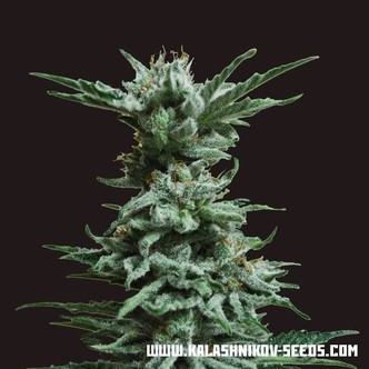 AK Skunk (Kalashnikov Seeds) feminizowane