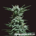 AK Skunk (Kalashnikov Seeds) feminizowane