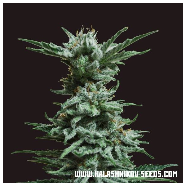 AK Skunk (Kalashnikov Seeds) feminizowane