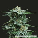 AK Kush (Kalashnikov Seeds) feminizowane