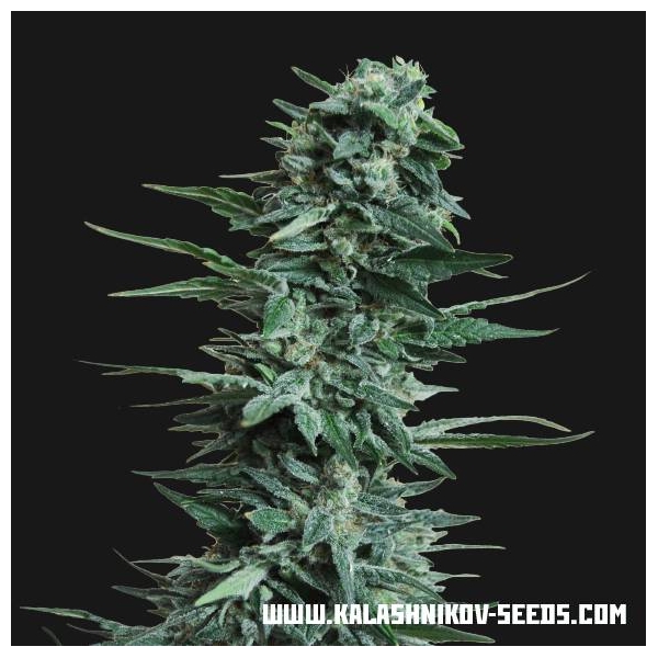 Kubanskiy Ubiyza (Kalashnikov Seeds) feminizowane