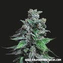 Moscow Blueberry (Kalashnikov Seeds) feminizowane
