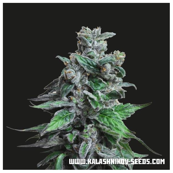 Moscow Blueberry (Kalashnikov Seeds) feminizowane