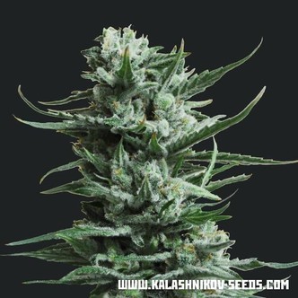 Siberian Haze (Kalashnikov Seeds) feminizowane