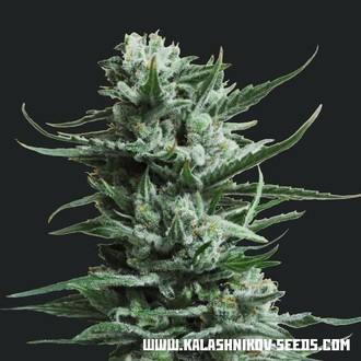 Siberian Haze (Kalashnikov Seeds) feminizowane