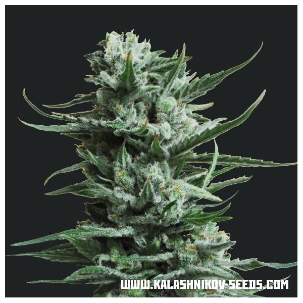 Siberian Haze (Kalashnikov Seeds) feminizowane