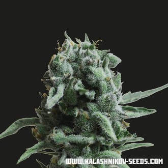 White Widow 47 (Kalashnikov Seeds) feminizowane
