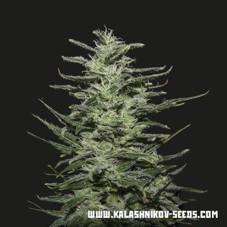 Amnesia Molotov (Kalashnikov Seeds) feminizowane