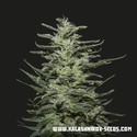 Amnesia Molotov (Kalashnikov Seeds) feminizowane