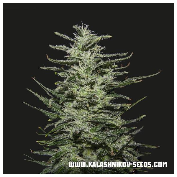 Amnesia Molotov (Kalashnikov Seeds) feminizowane