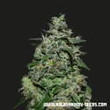 AK Kush Express (Kalashnikov Seeds) feminizowane
