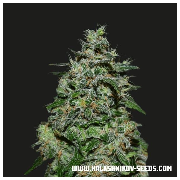 AK Kush Express (Kalashnikov Seeds) feminizowane