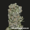 White Critical Express (Kalashnikov Seeds) feminizowane