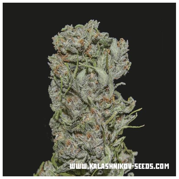 White Critical Express (Kalashnikov Seeds) feminizowane