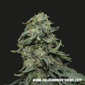 Kabul Express (Kalashnikov Seeds) feminizowane