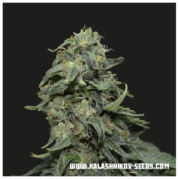 Kabul Express (Kalashnikov Seeds) feminizowane