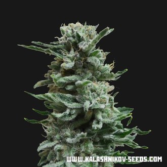 AK Skunk Automat (Kalashnikov Seeds) feminizowane